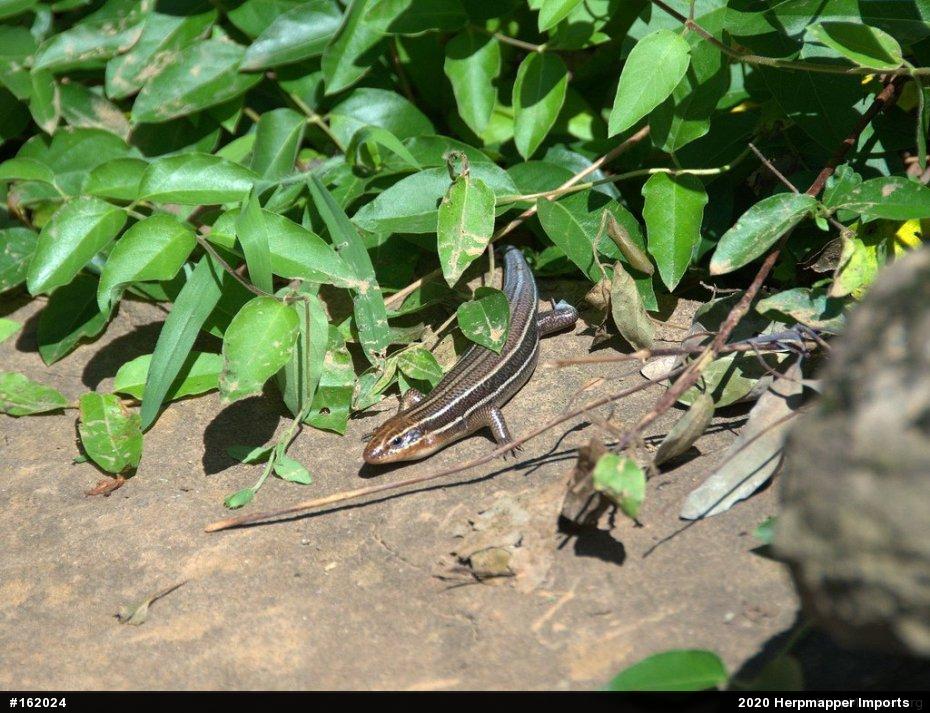 Common Five-lined Skink
