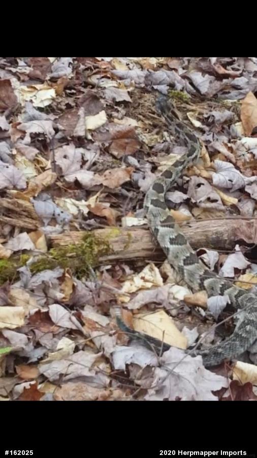 Timber Rattlesnake