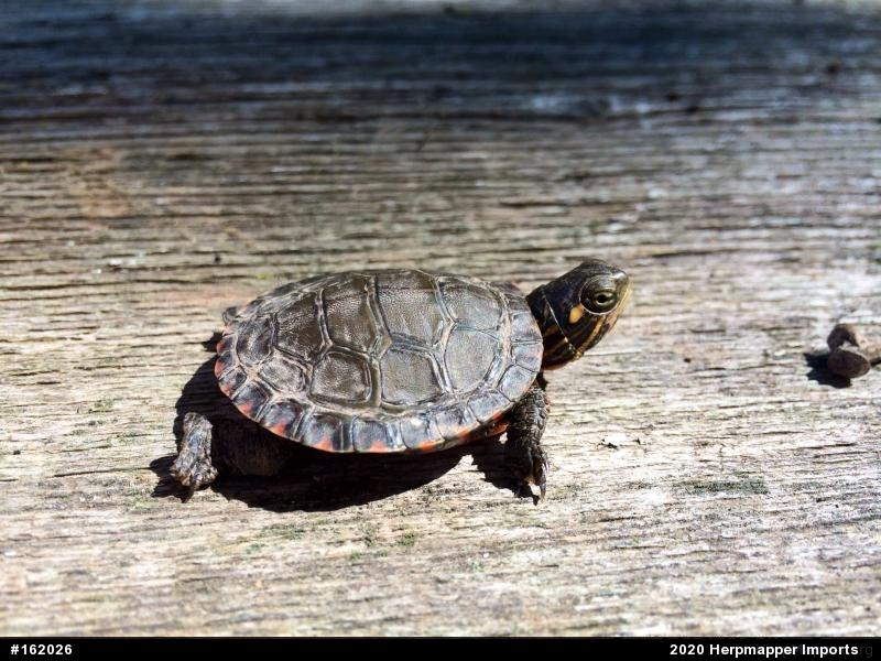 Painted Turtle
