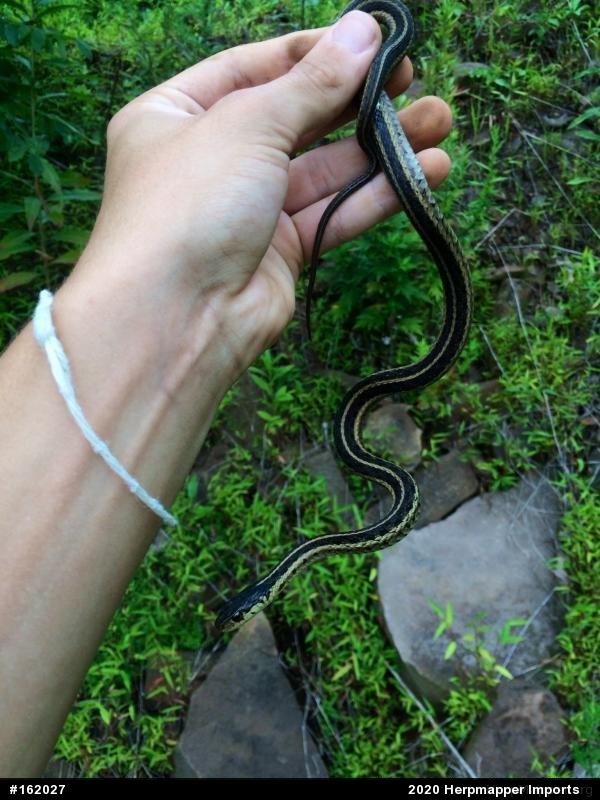 Eastern Gartersnake