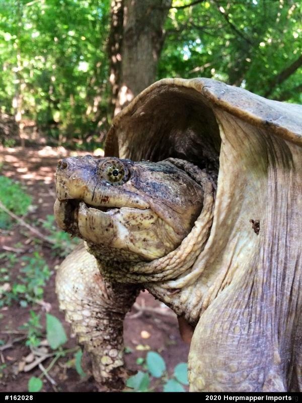 Snapping Turtle