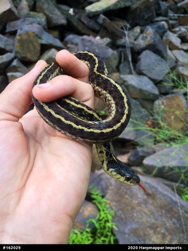 Eastern Gartersnake