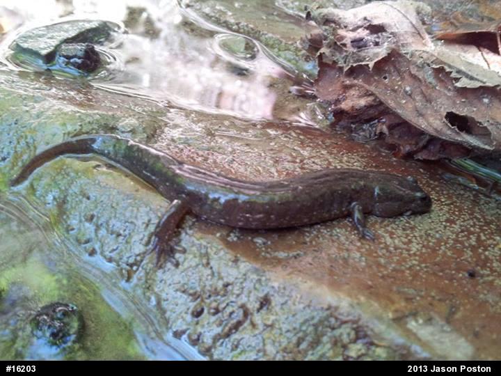Northern Dusky Salamander