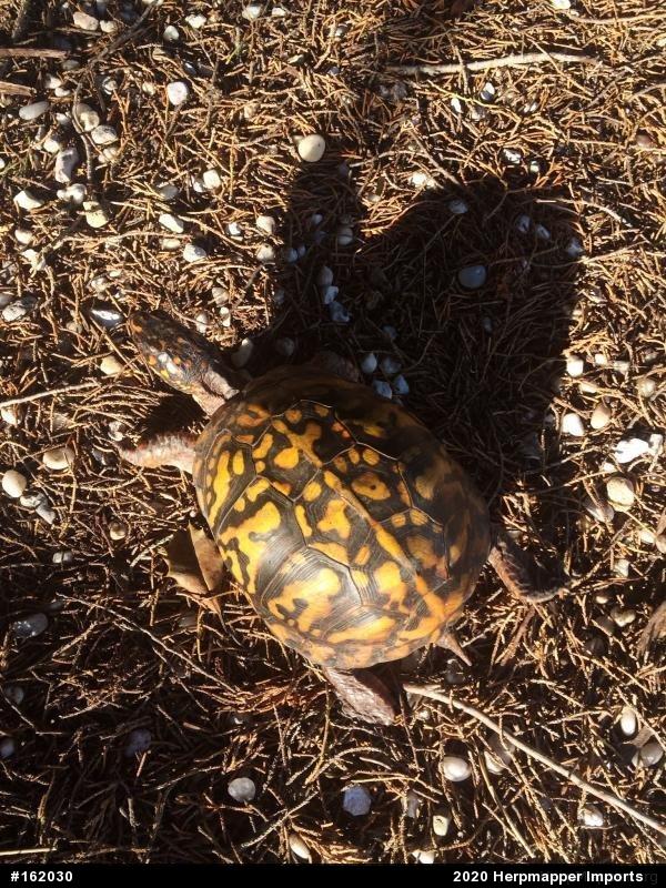 Eastern Box Turtle