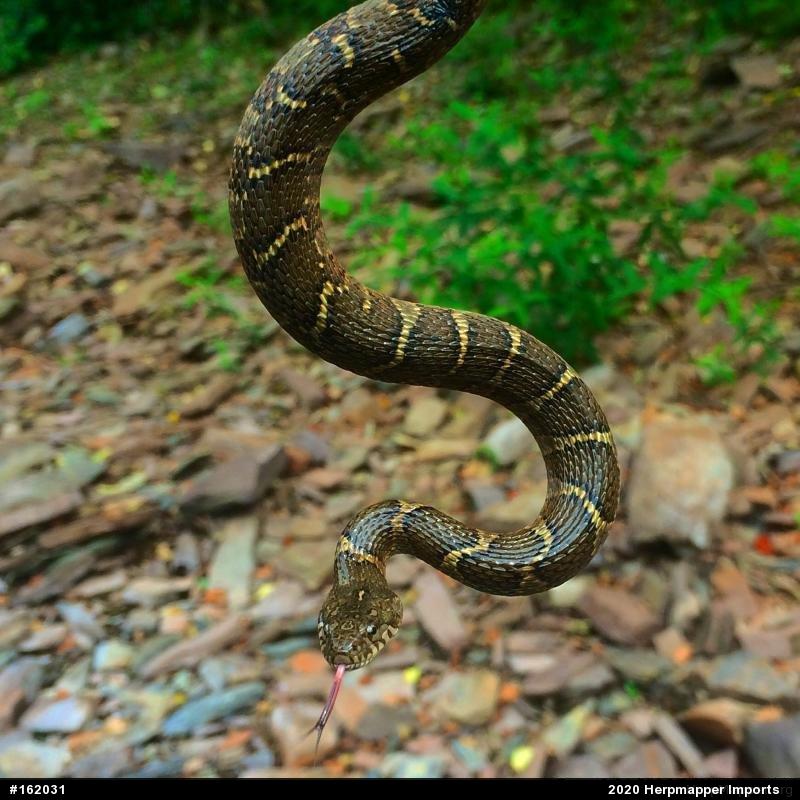 Northern Watersnake