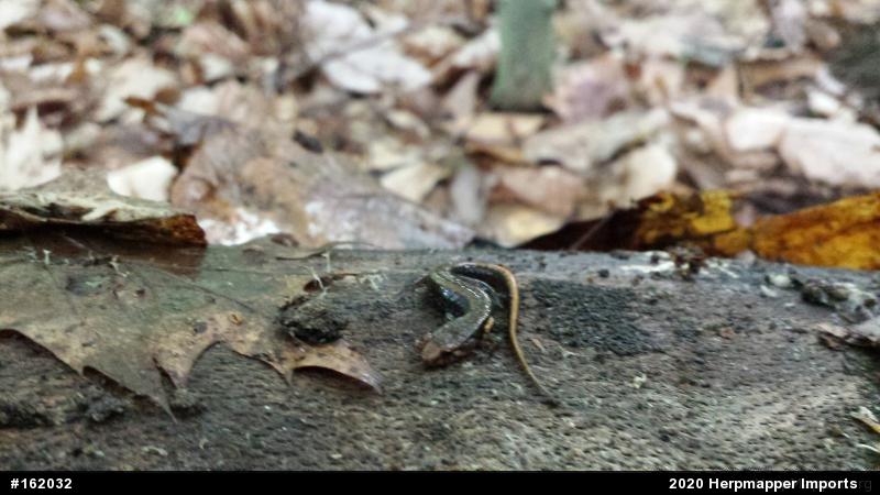 Allegheny Mountain Dusky Salamander