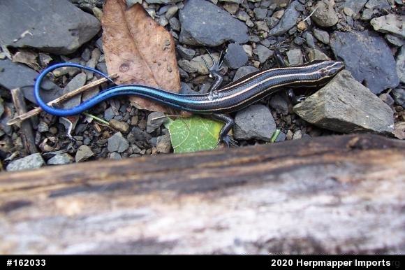 Common Five-lined Skink