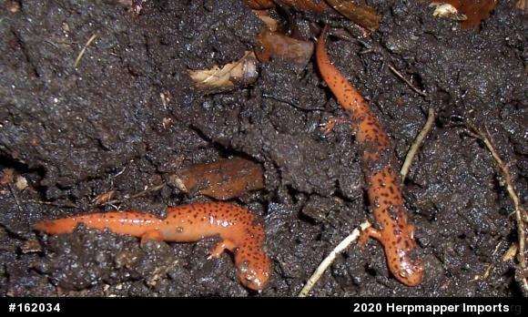 Northern Red Salamander