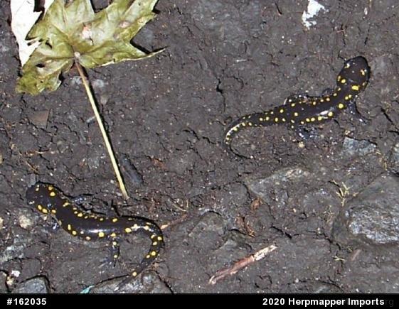 Spotted Salamander