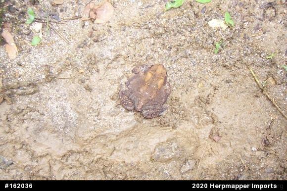 Eastern American Toad