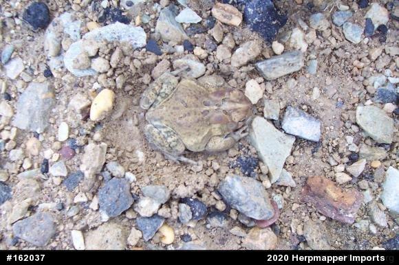 Eastern American Toad