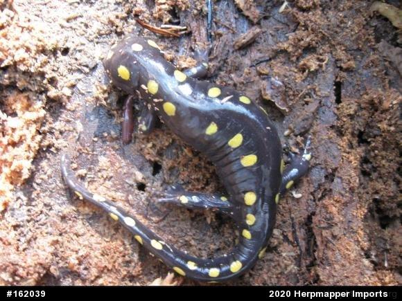 Spotted Salamander