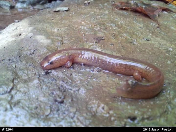 Northern Spring Salamander