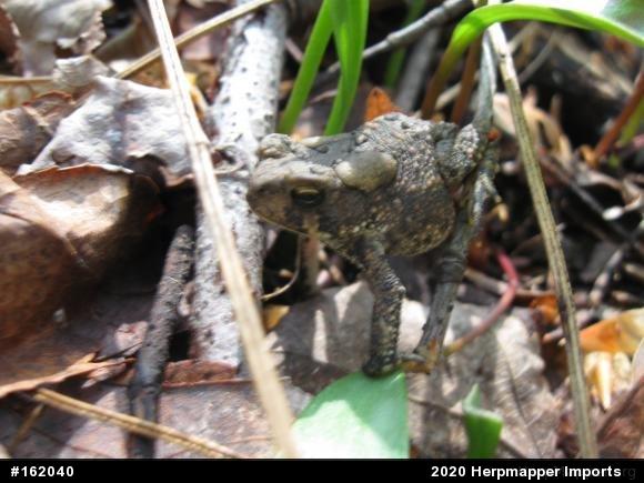 Eastern American Toad