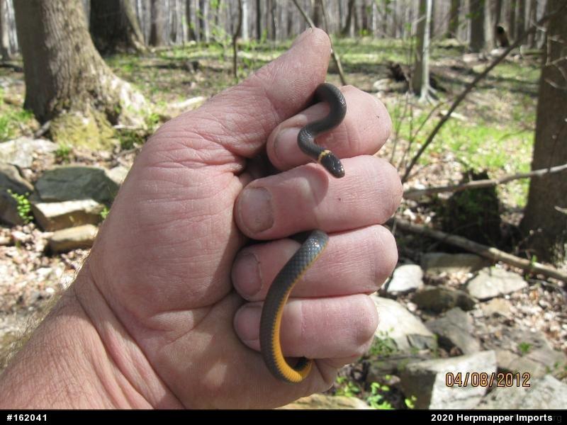 Northern Ring-necked Snake
