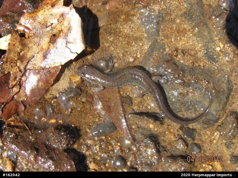 Northern Dusky Salamander