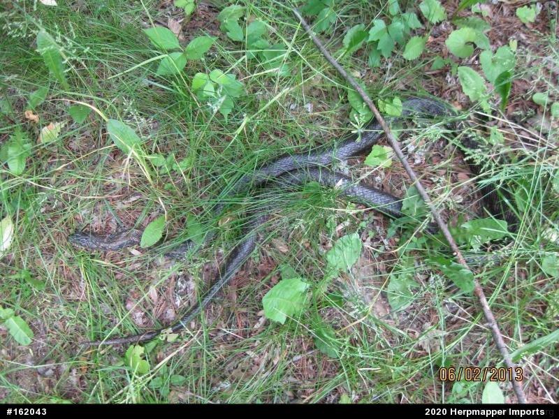 Eastern Ratsnake