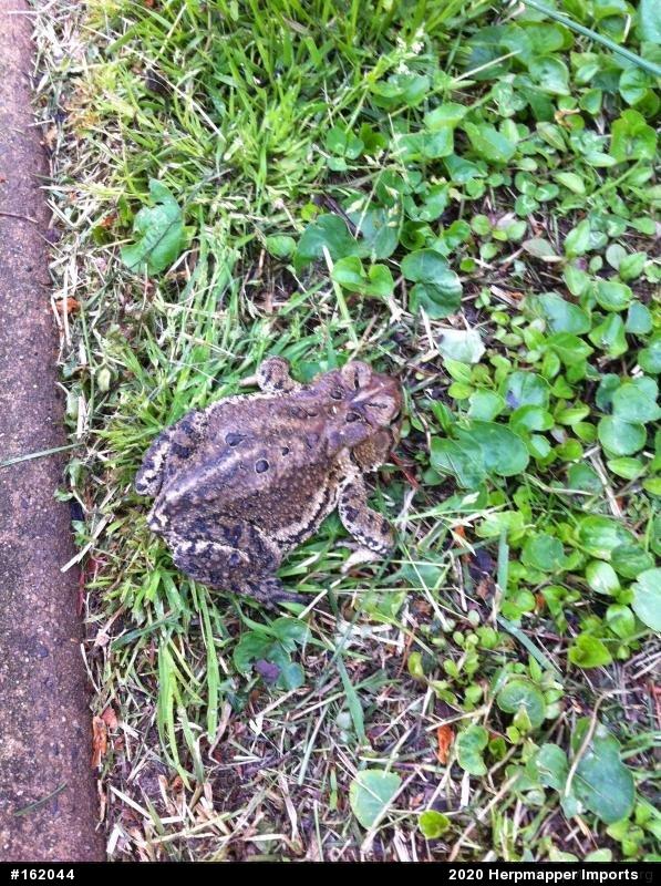 Eastern American Toad