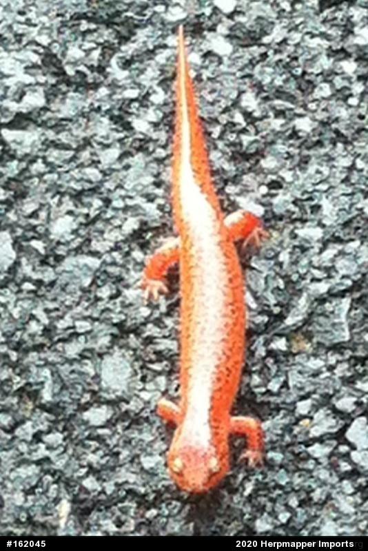 Northern Red Salamander