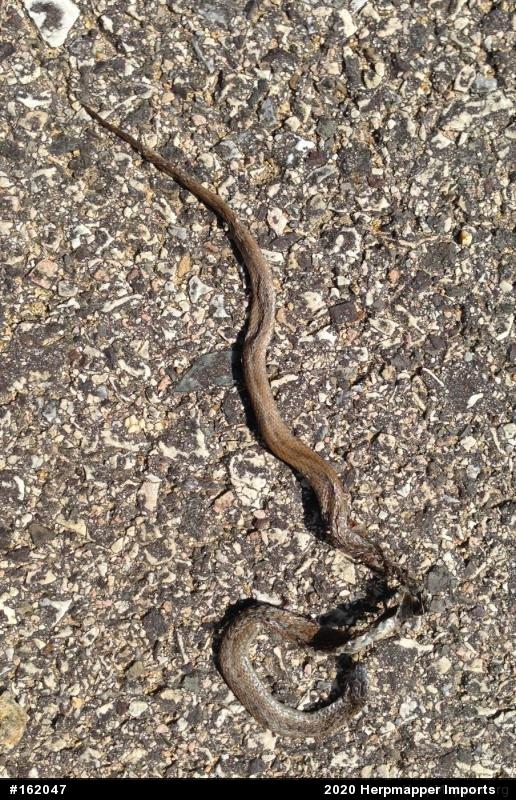 Dekay's Brownsnake