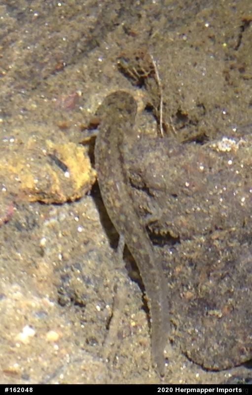 Northern Two-lined Salamander