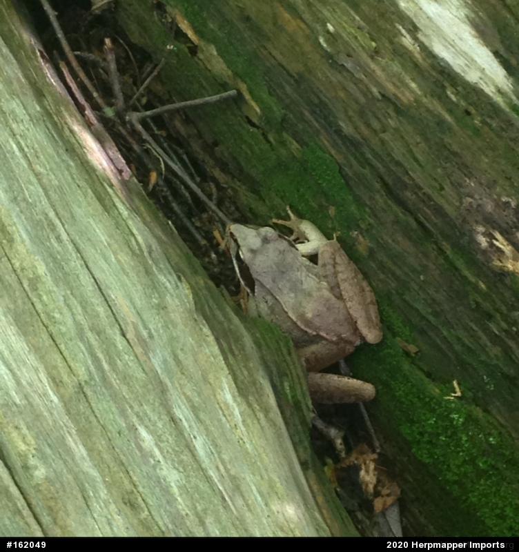 Wood Frog