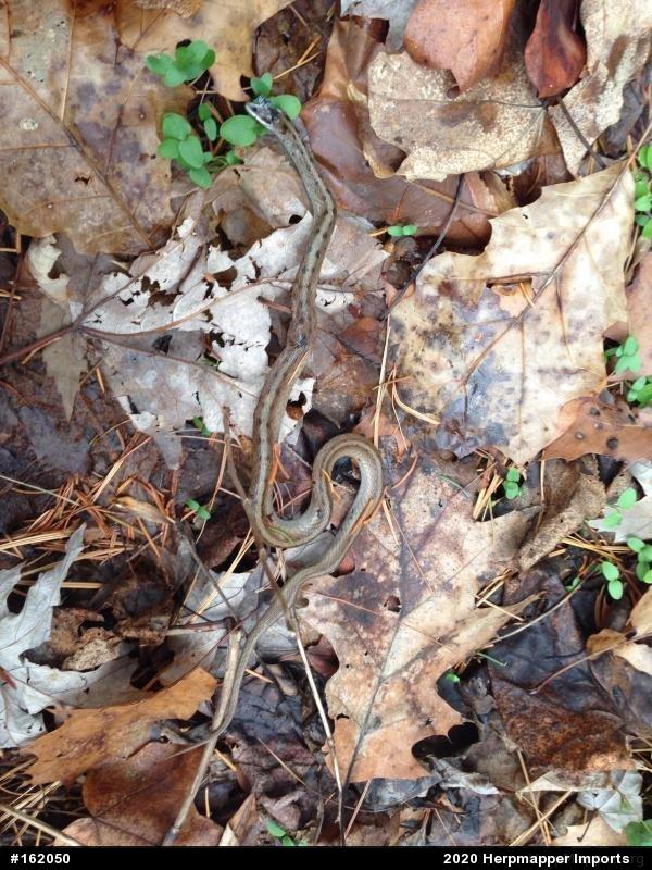 Dekay's Brownsnake