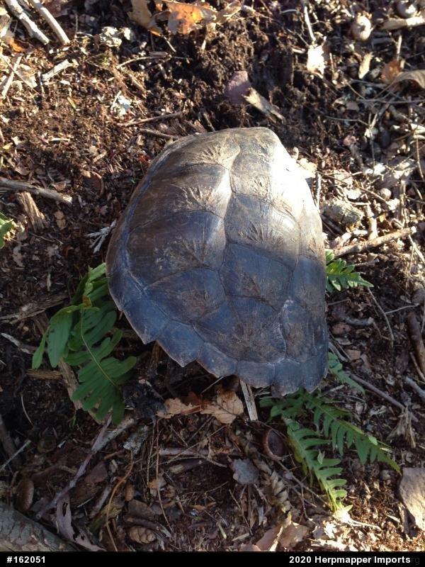 Snapping Turtle