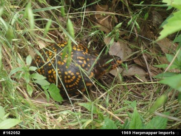 Eastern Box Turtle