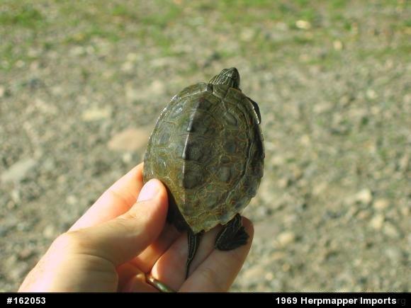 Northern Map Turtle