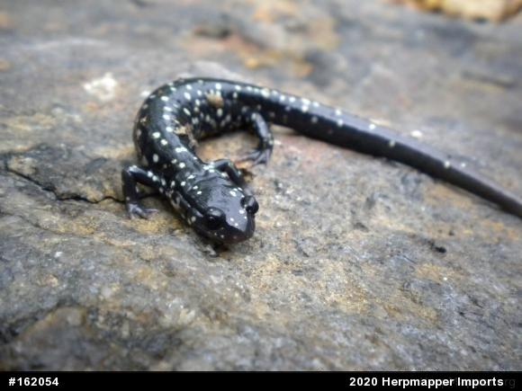 Northern Slimy Salamander