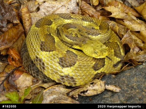 Timber Rattlesnake