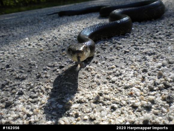 Eastern Ratsnake