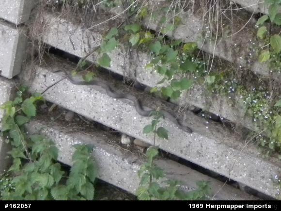 Northern Watersnake