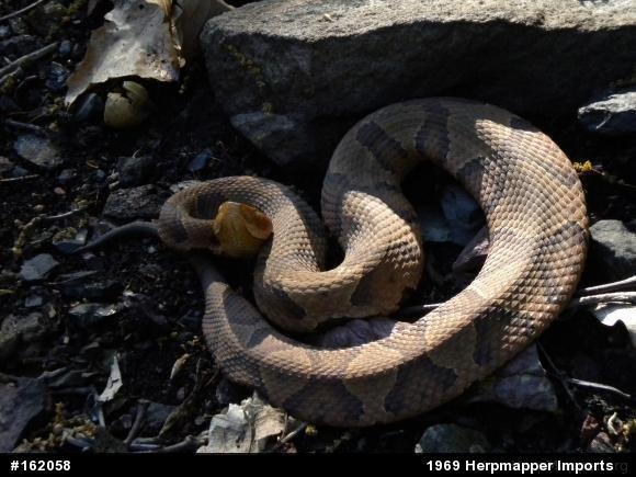 Northern Copperhead