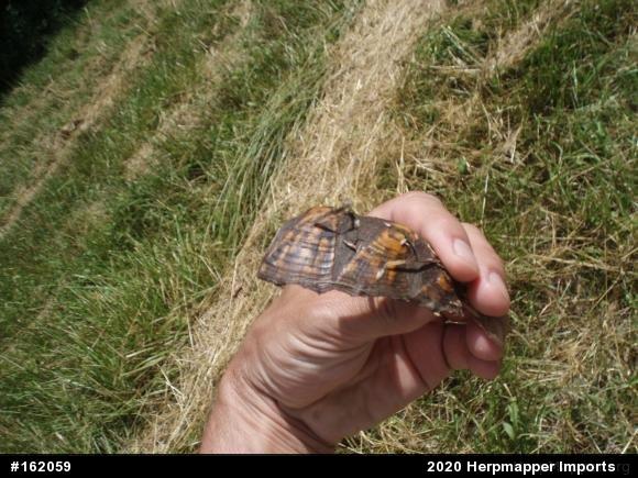 Eastern Box Turtle