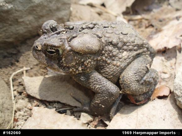 Eastern American Toad
