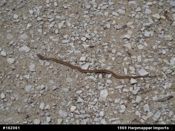 Eastern Gartersnake