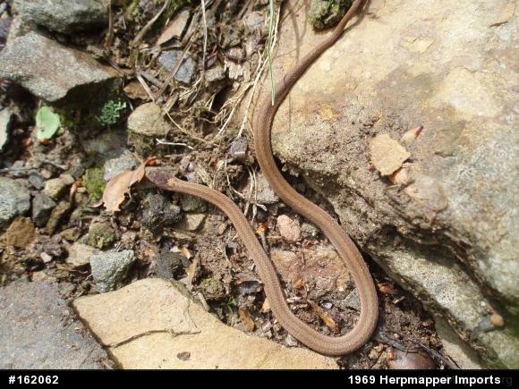 Red-bellied Snake