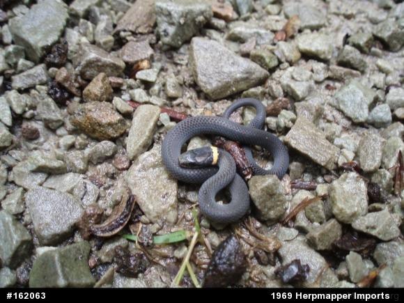 Northern Ring-necked Snake