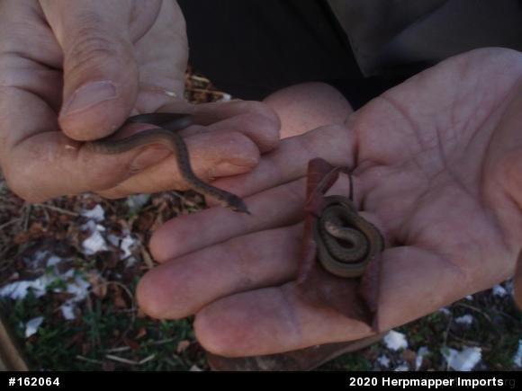 Dekay's Brownsnake