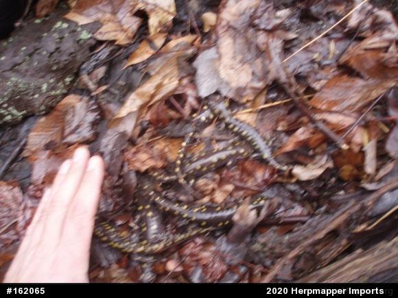 Spotted Salamander