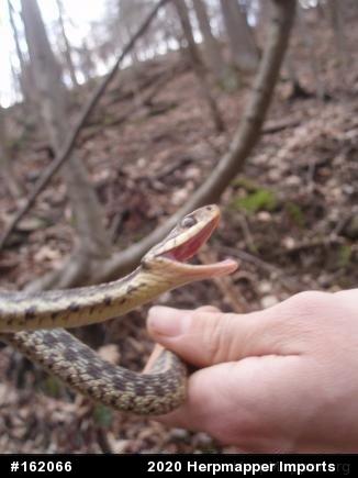 Eastern Gartersnake