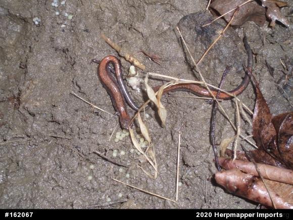 Eastern Red-backed  Salamander