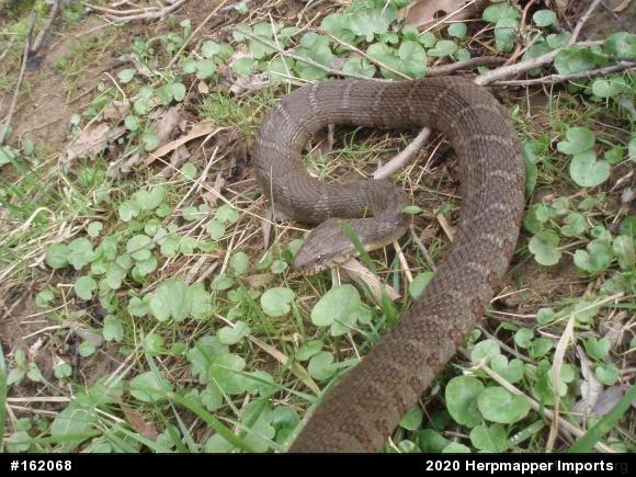 Northern Watersnake