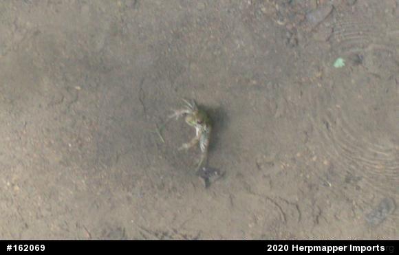 True Frogs