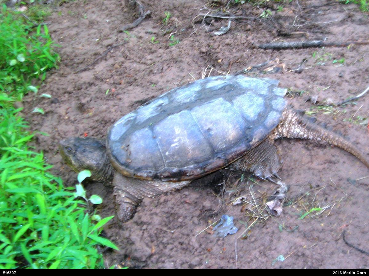Snapping Turtle