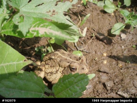 Fowler's Toad