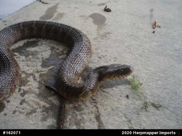 Northern Watersnake