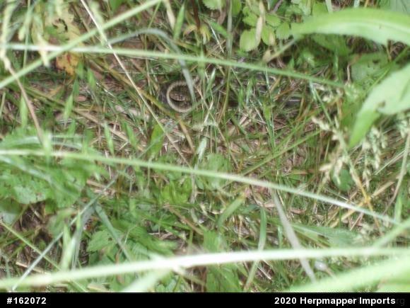 Eastern Gartersnake